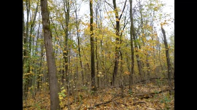 Молодое утро - Автор музыка и поёт Дмитрий Романов смотреть онлайн