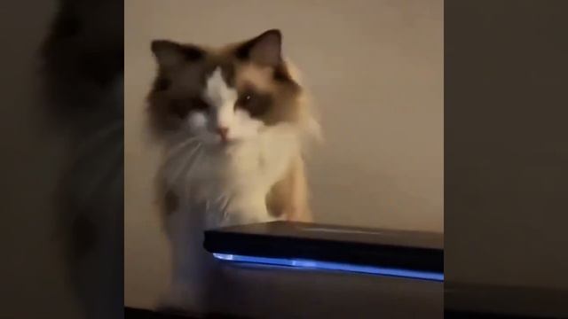 Да выключай ты уже компьютер #cat #веселыекоты #красиваякошка