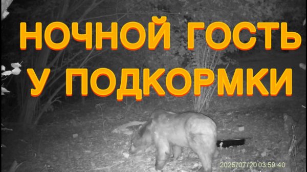 Медведь на подкормке 2025 июль