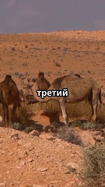 Топ 5 фактов о Сомали 🇸🇴