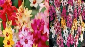 Иксия, смесь - посадка,уход