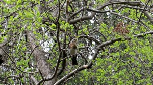 Интересный звук птицы,  дрозда-рябинника