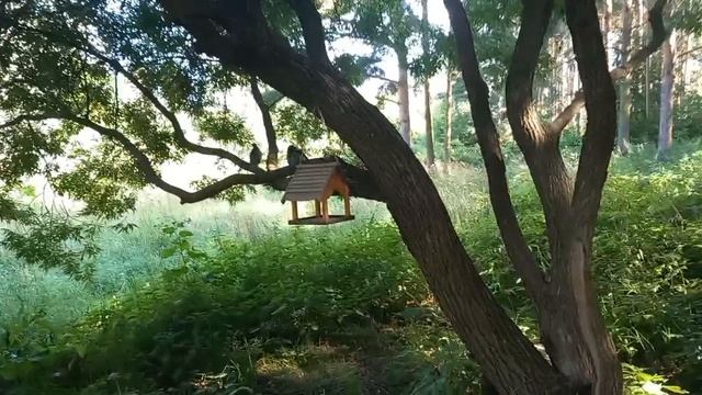 20 июля 2025. Прошлись с Надеждой по парку Александрино. смотреть онлайн