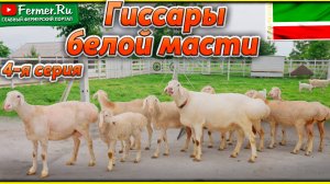 Белые гиссары в Чечне. Что скажут таджикские гиссароводы? Уникальное поголовье овец Арби Амерханова