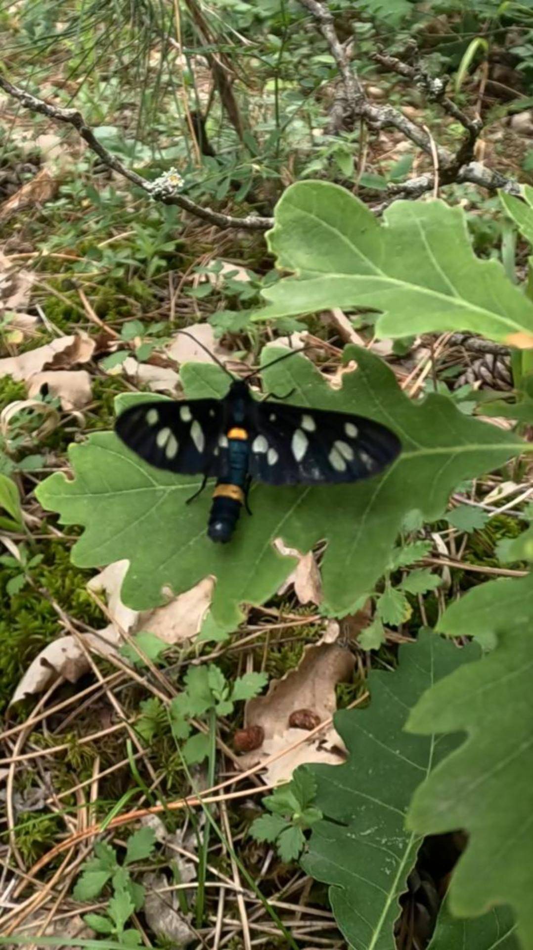 Лжепестрянка черноусая ( Ложная пестрянка )