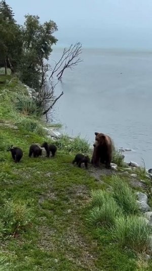 Доброе утро