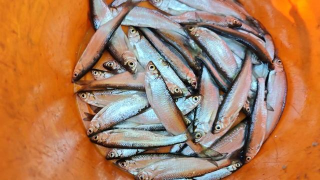 лодоч. мотор.ФЛЕЙЗЕР 4,0.ЗАБОЙНЫЙ КЛЕВ СЕБЕЛЯ с лодки на ГОН.