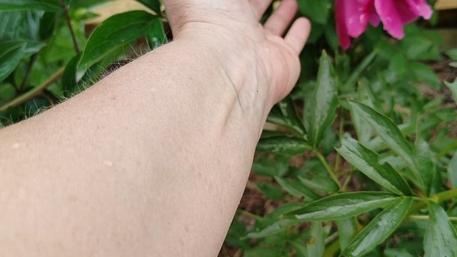 Пион вероятно 'Эволюшн', подвой от древовидного. смотреть онлайн