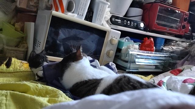 Что-то не поделили) .mp4