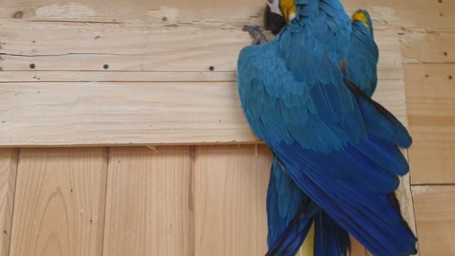 Обзор синего попугая 🦜 ара