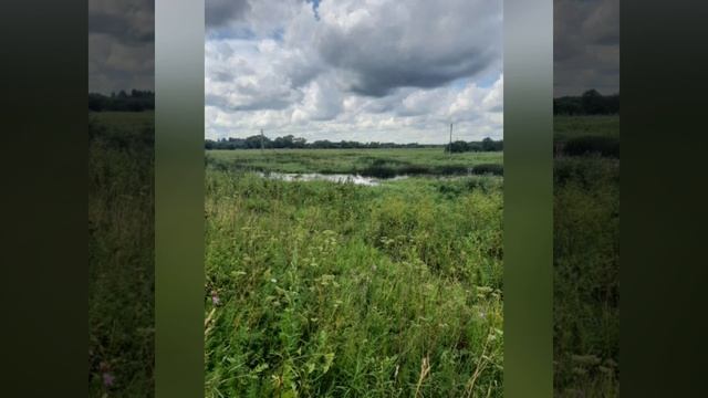 Красивая июльская природа, прекрасные цветы и прекрасная музыка.mp4 смотреть онлайн