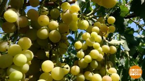 Виноград: на цвет и на вкус... Доброе утро. Фрагмент выпуска от 21.07.2025