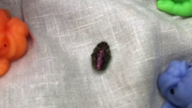 Собачки Сквишь загорают на солнышке. смотреть онлайн