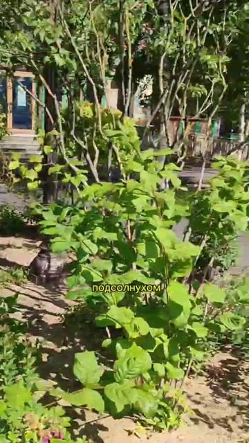 сад mp4 смотреть онлайн