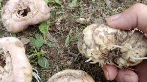 Высаживаю луковицы Королевского Рябчика. Небольшие тонкости и нюансы посадки