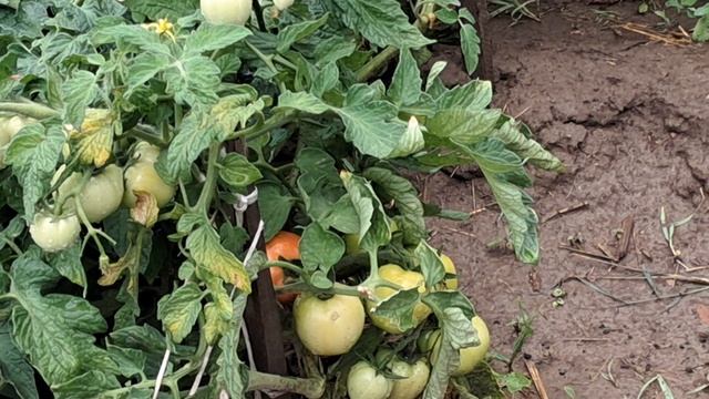 Налетели вдруг дожди смотреть онлайн