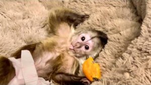 Финик с таким УДОВОЛЬСТВИЕМ ЕСТ абрикос, а Анфиса думает, что все для нее и НЕ ХОЧЕТ ДЕЛИТСЯ!