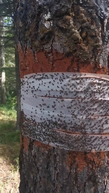 Борьба с муравьями смотреть онлайн