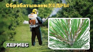 Обработка растений | Насекомое Хермес на кедре