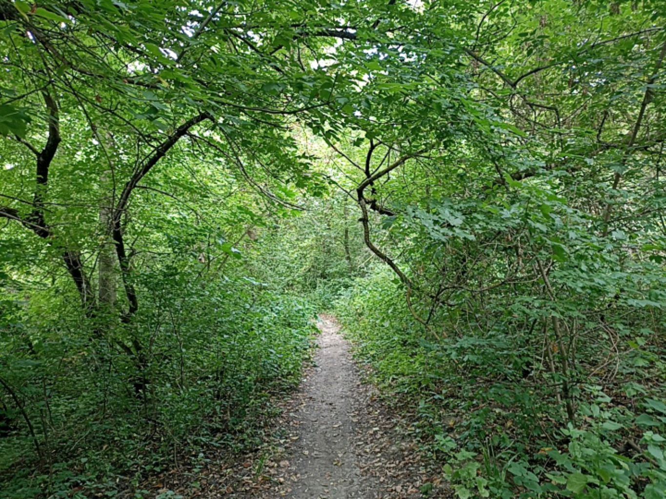 Walking In Russian Forest🌳🌳