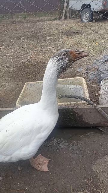 гусинная радость