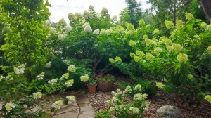 Наш сад 20.07. Гортензии, входная клумба, магнолии, зазаборье.