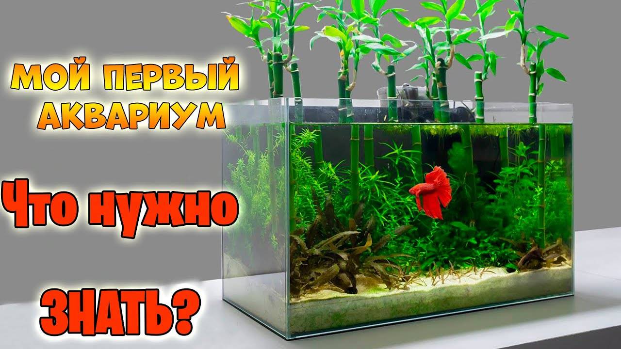 1 Мой первый аквариум! Что нужно знать？ смотреть онлайн