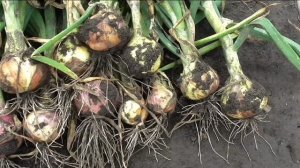 Обзор сортов лука репки