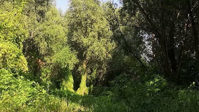 Привет, июль