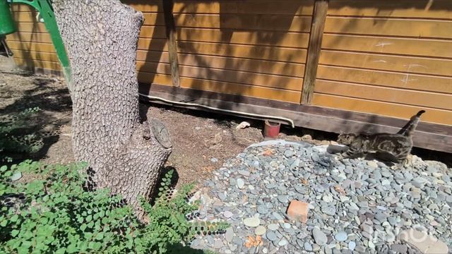 Отдых в Алуште //Обзор заброшенных домиков 2025 смотреть онлайн