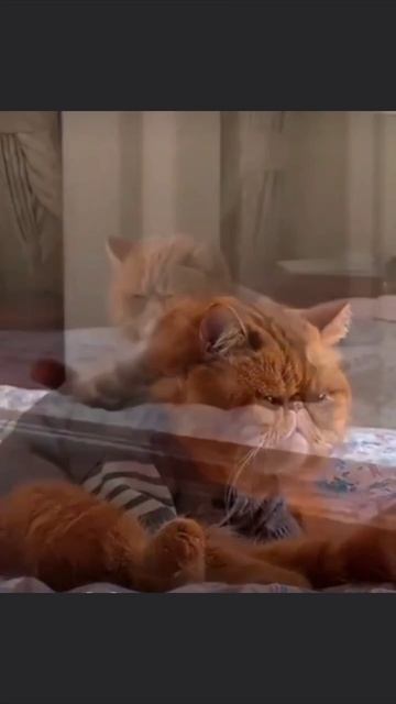 Доброе утро смотреть онлайн