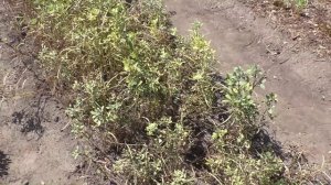 Урожай пажитника