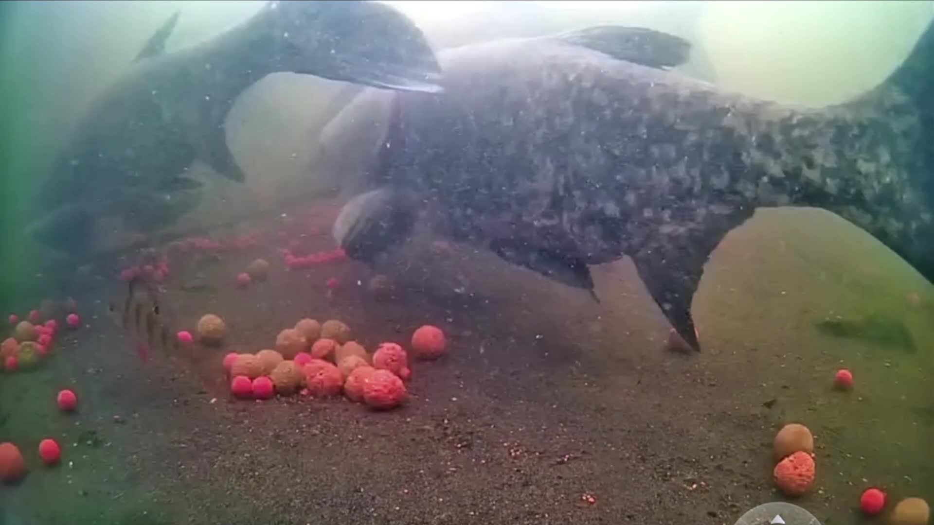 carp смотреть онлайн