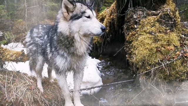 Родники, родники.. Родники святой Руси.