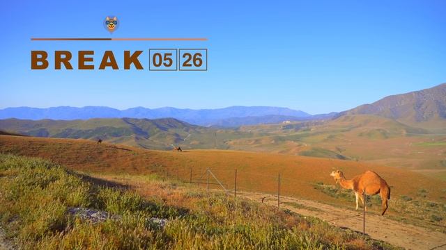 Camel Ranch Magic  Study With Me - Lofi Focus Music  Maximize Productivity&Success 50⧸10 Pomodo