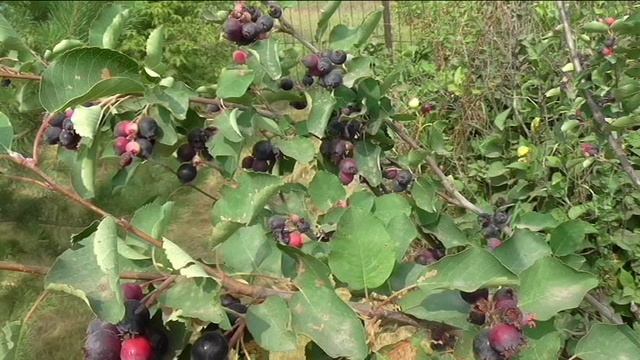 21 июля, поспевает ирга.