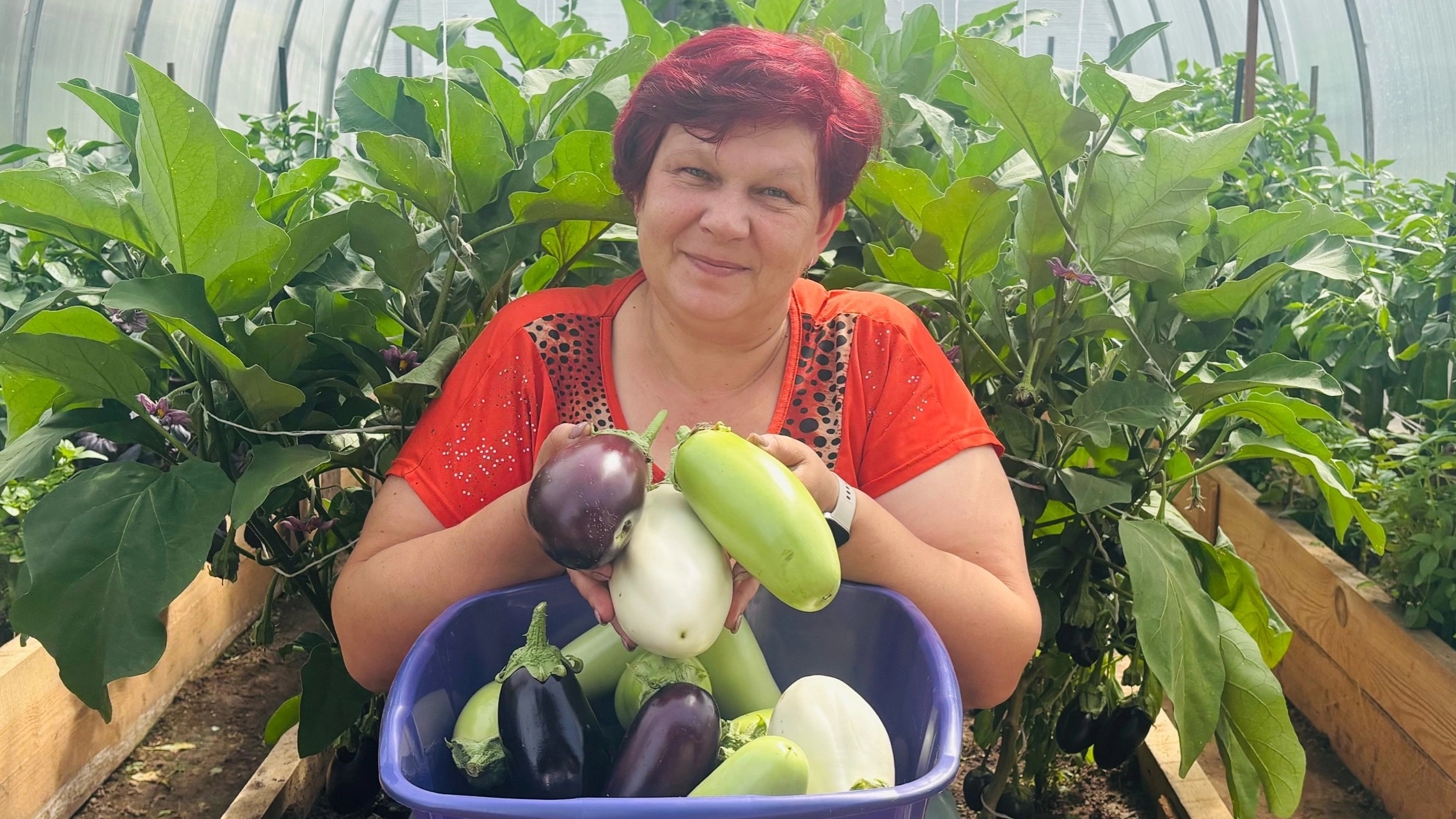 Делюсь Секретом Огромного урожая Баклажан!! Баклажаны висят гроздьями!! смотреть онлайн