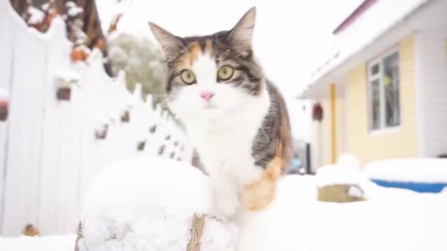 ВОСКРЕСНЫЙ ДЕНЬ! ПЕРВЫЙ СНЕГ ASMR