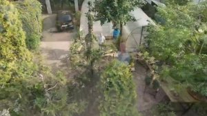 Сад Бонсай и Ниваки Андрея Дарусенкова🎎🎍🎋