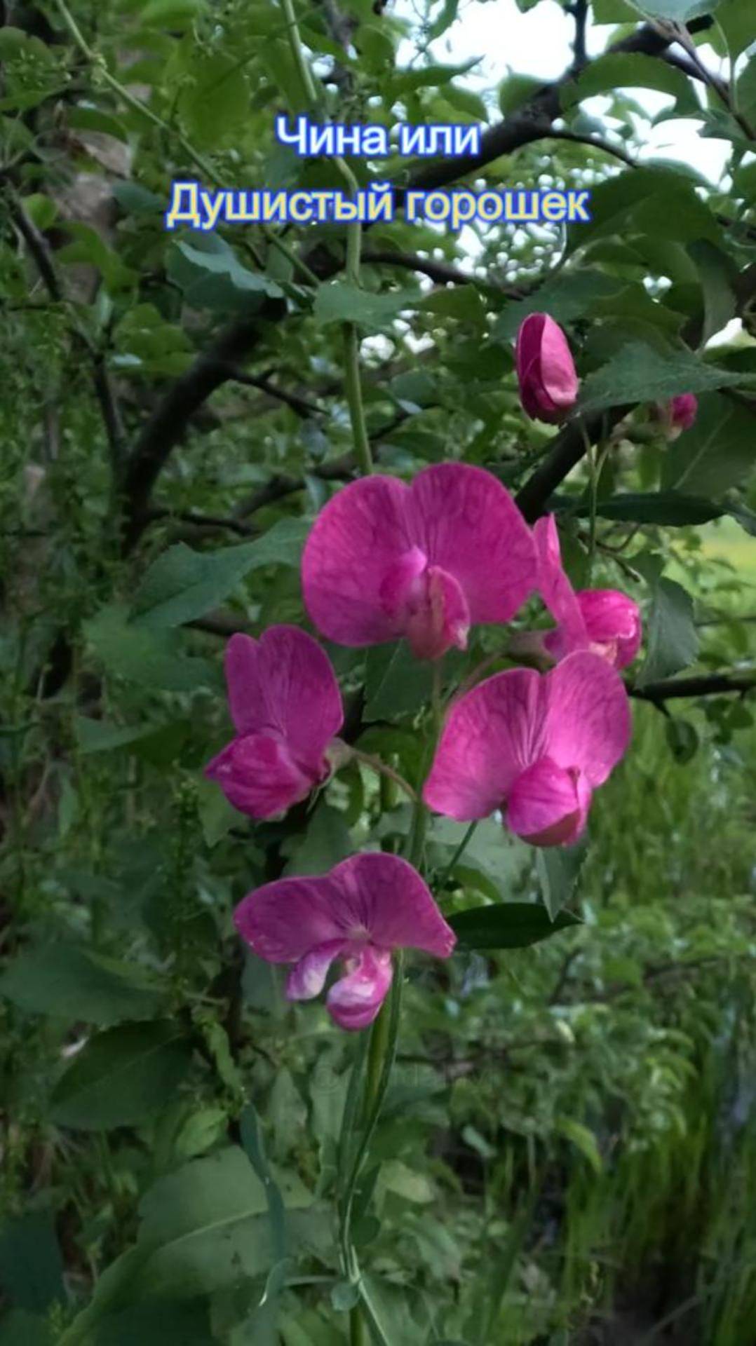Чина ( Душистый горошек ) в природе