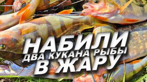 ЭТО ЛУЧШАЯ ПРИМАНКА НА ЩУКУ И ОКУНЯ ЛЕТОМ! ЛОВИТСЯ ДАЖЕ В ЖАРУ! ЛОВЛЯ ЩУКИ И ОКУНЯ НА ДЖИГ С ЛОДКИ!