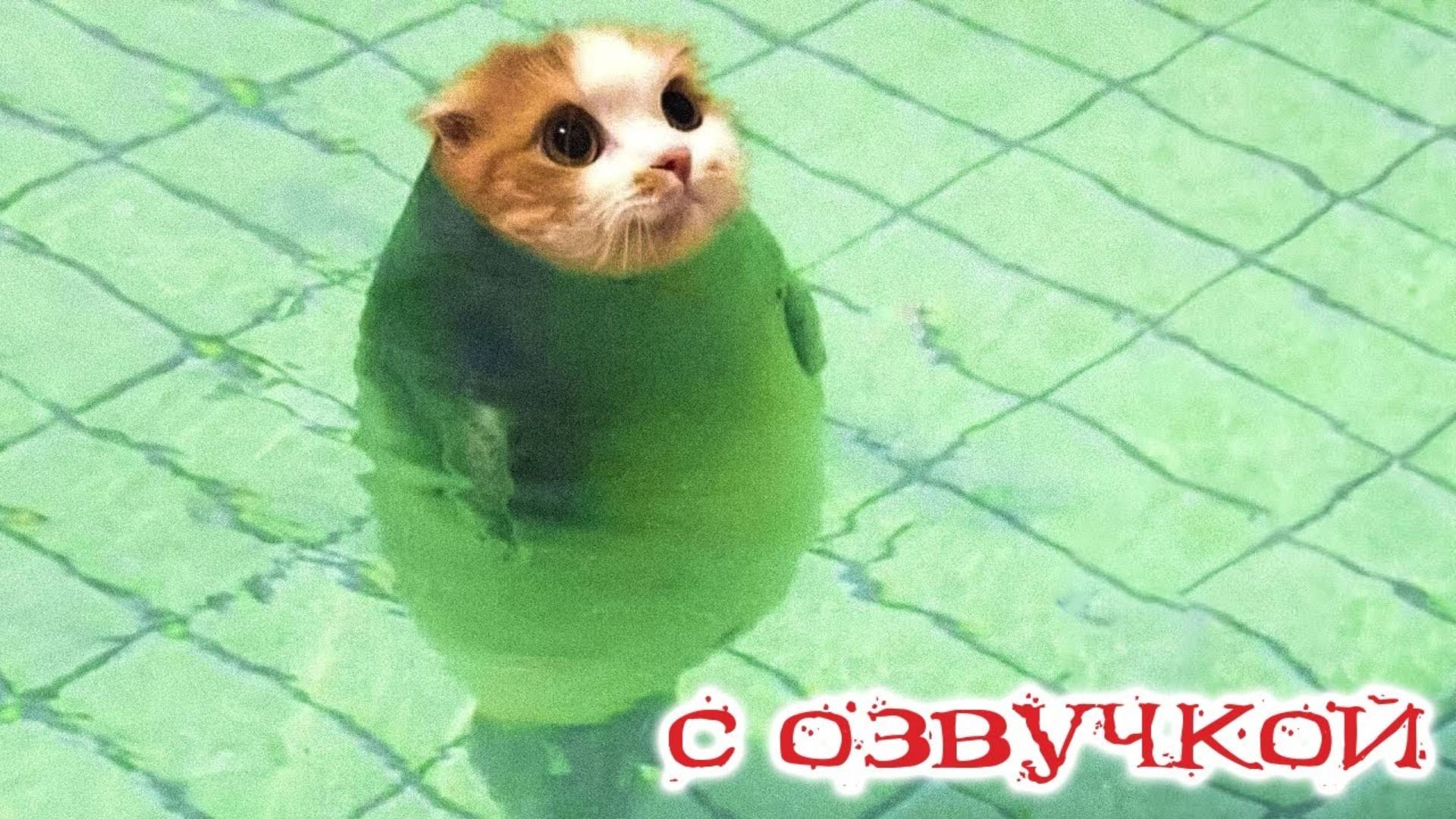 ПРИКОЛЫ С КОТАМИ! САМАЯ смешная ОЗВУЧКА животных! до СЛЁЗ! смотреть онлайн