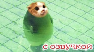 ПРИКОЛЫ С КОТАМИ! САМАЯ смешная ОЗВУЧКА животных! до СЛЁЗ!