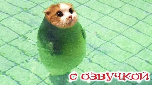 ПРИКОЛЫ С КОТАМИ! САМАЯ смешная ОЗВУЧКА животных! до СЛЁЗ!