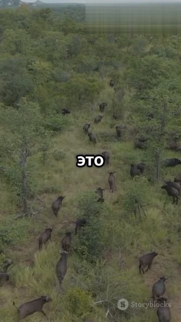 Топ 5 фактов о Чаде 🇹🇩