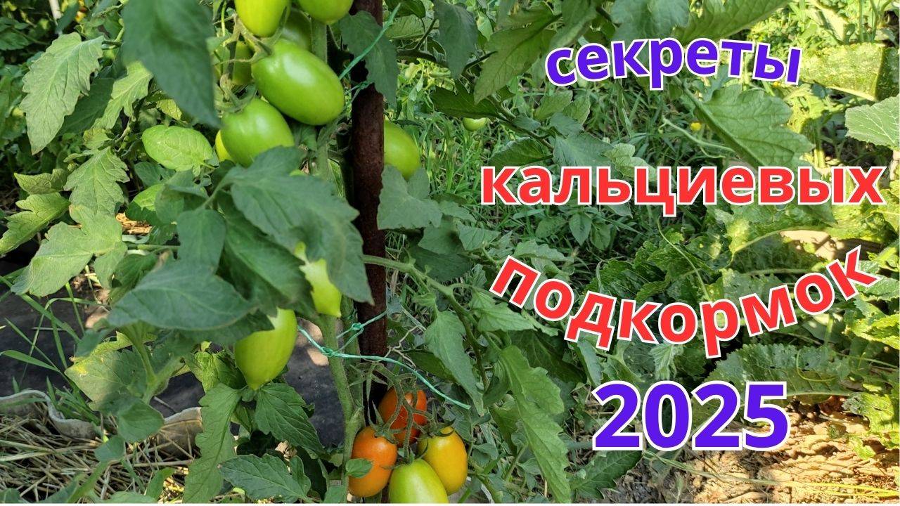 Секреты кальциевых подкормок для богатого урожая томатов и перцев.