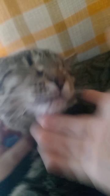 кошка укусила свою лапу! смотреть онлайн