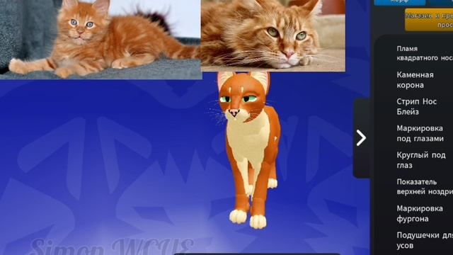 2 часть пород кошек!/WCUE/Мейн-кун