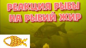 Реакция рыбы на Рыбий жир ( подводная съемка)