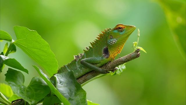 Amazing Views 4K - 60 FPS (4К Видео)